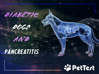 Diabetic Dogs and Pancreatitis
