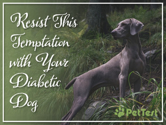 ​Resist This Temptation with Your Diabetic Dog