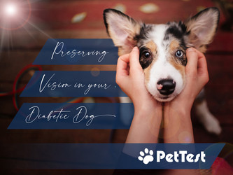 Preserving Vision in Your Diabetic Dog Preserving Vision in Your Diabetic Dog
