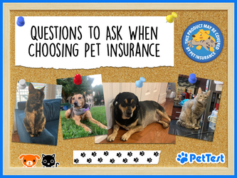 Questions to Ask When Choosing Pet Insurance Questions to Ask When Choosing Pet Insurance