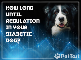 ​How Long ‘til “Regulation” in Your Diabetic Dog