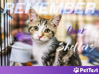 Remember Your Shelters