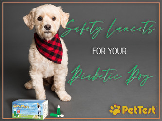 Safety Lancets for Your Diabetic Dog