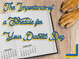 The Importance of a Schedule for Your Diabetic Dog The Importance of a Schedule for Your Diabetic Dog
