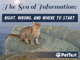 The Sea of Information: Right, Wrong, and Where to Start