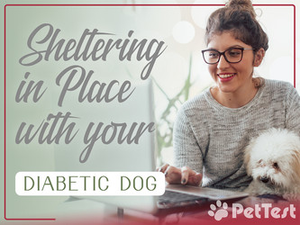 ​Sheltering in Place With Your Diabetic Dog