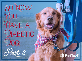 ​So Now You Have a Diabetic Dog: Part 3