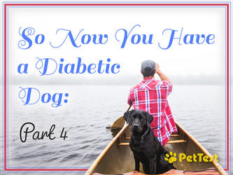 ​So Now You Have a Diabetic Dog: Part 4