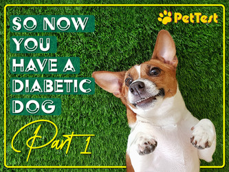 ​So Now You Have a Diabetic Dog: Part 1