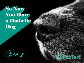 ​So Now You Have a Diabetic Dog Pt 2