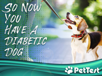 ​So Now You Have A Diabetic Dog