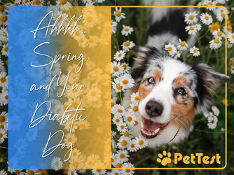 ​Ahhhh… Spring and Your Diabetic Dog