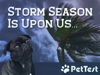 ​Storm Season Is Upon Us… Be Ready For Your Diabetic Dog