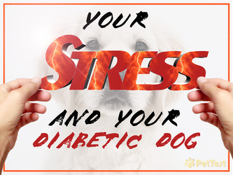 Your Stress and Your Diabetic Dog