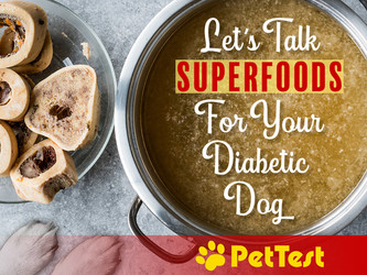 Let’s Talk Superfoods For Your Diabetic Dog Let’s Talk Superfoods For Your Diabetic Dog