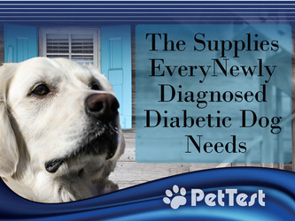 The Supplies Every Newly Diagnosed Diabetic Dog Needs