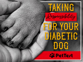 ​Taking Responsibility for Your Diabetic Dog