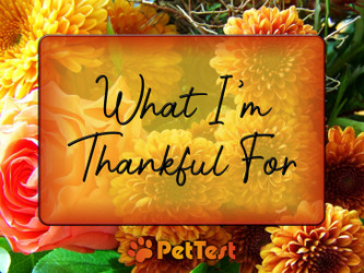 What I'm Thankful For