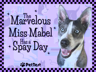 The Marvelous Miss Mabel Has a Spay Day The Marvelous Miss Mabel Has a Spay Day