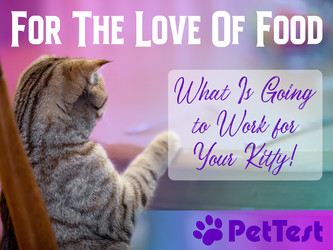 For The Love Of Food – What Is Going to Work for Your Kitty!