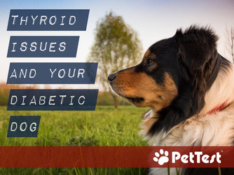 Thyroid Issues and Your Diabetic Dog Thyroid Issues and Your Diabetic Dog