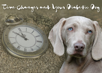 Time Changes and Your Diabetic Dog Time Changes and Your Diabetic Dog