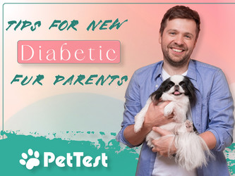 Tips for New Diabetic Fur Parents Tips for New Diabetic Fur Parents