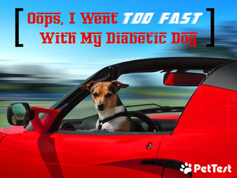 ​Oops, I Went Too Fast With My Diabetic Dog