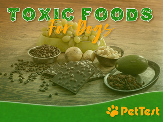 Toxic Foods for Dogs