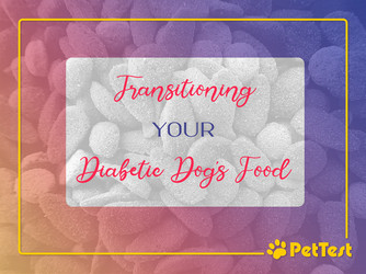 ​Transitioning Your Diabetic Dog’s Food