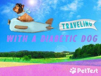 Traveling with a Diabetic Dog
