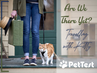 Are We There Yet? [Travelling With Kitty]