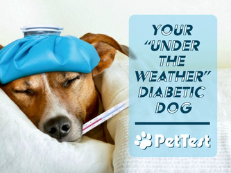​Your “Under The Weather” Diabetic Dog