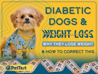 ​Diabetic Dogs and Weight Loss: Why They Lose Weight and How to Correct This