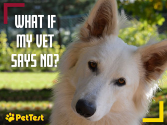 ​What if My Vet Says No About My Diabetic Dog