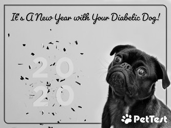 ​It’s A New Year with Your Diabetic Dog!