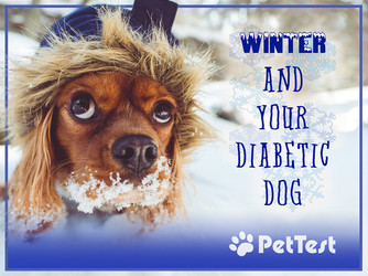 Winter and Your Diabetic Dog