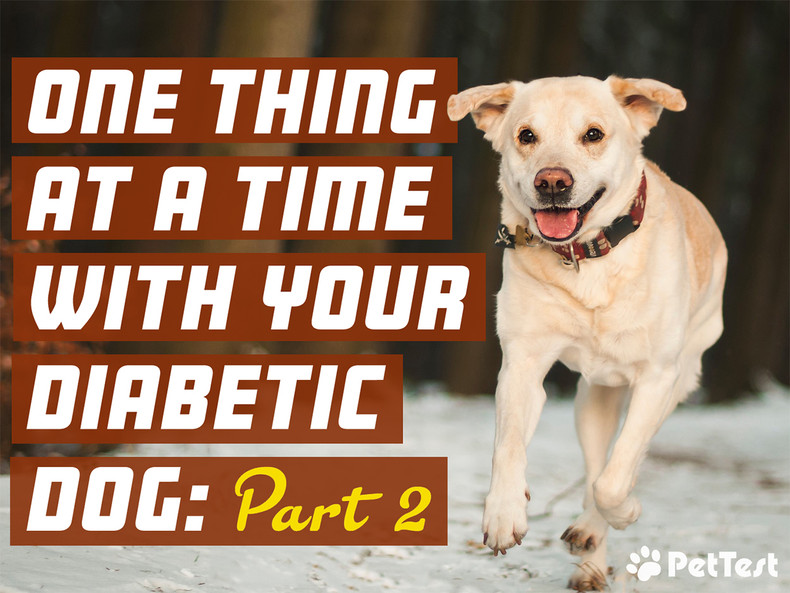 ​One Thing at a Time with Your Diabetic Dog Pt. 2