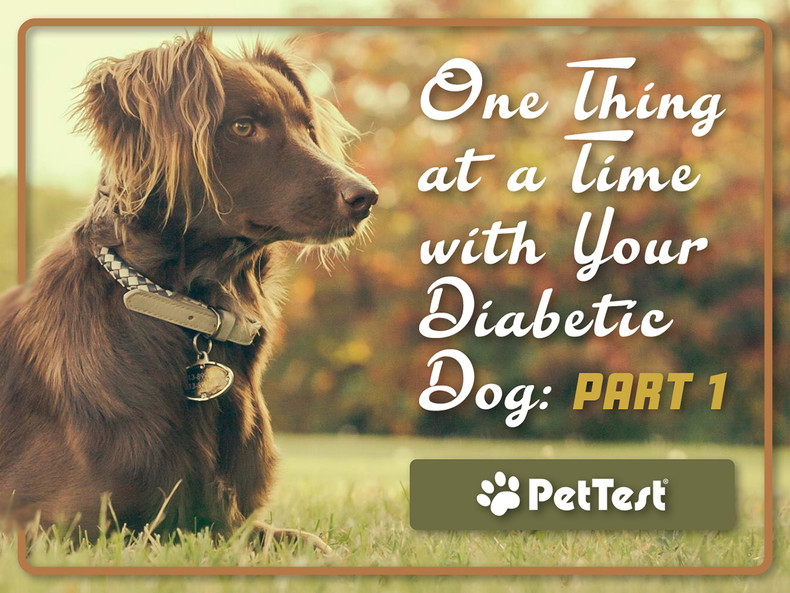 ​One Thing at a Time with Your Diabetic Dog: Part 1