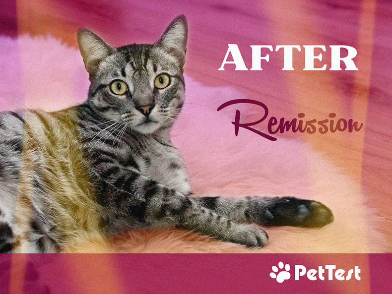 ​After Remission…