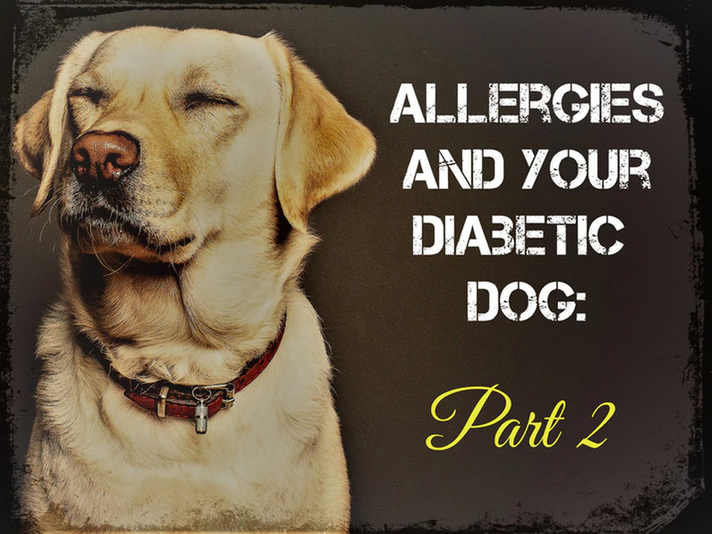 Allergies and Your Diabetic Dog: Part 2