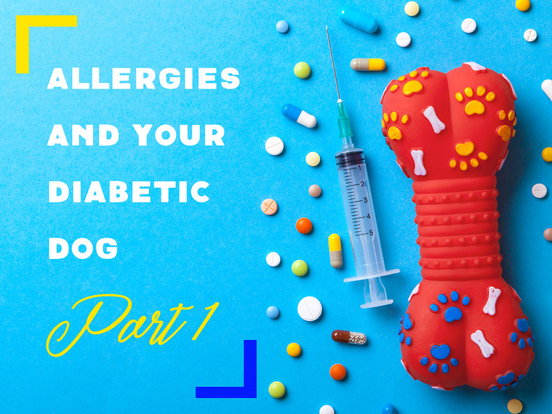 Allergies and Your Diabetic Dog Part 1