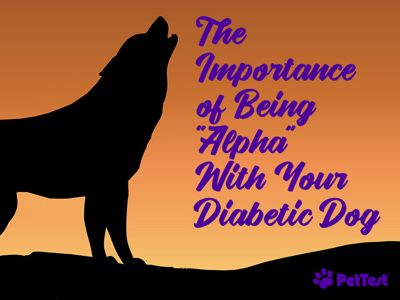 ​The Importance of Being “Alpha” With Your Diabetic Dog