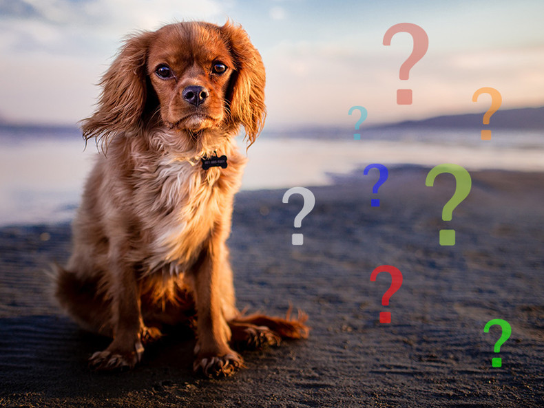Always Ask Why When It Comes to Your Diabetic Dog