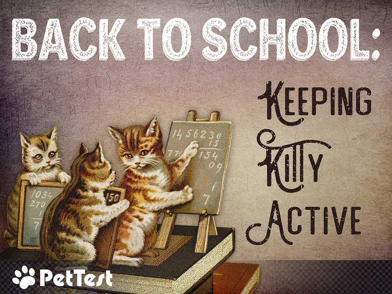 ​Back to School: Keeping Kitty Active
