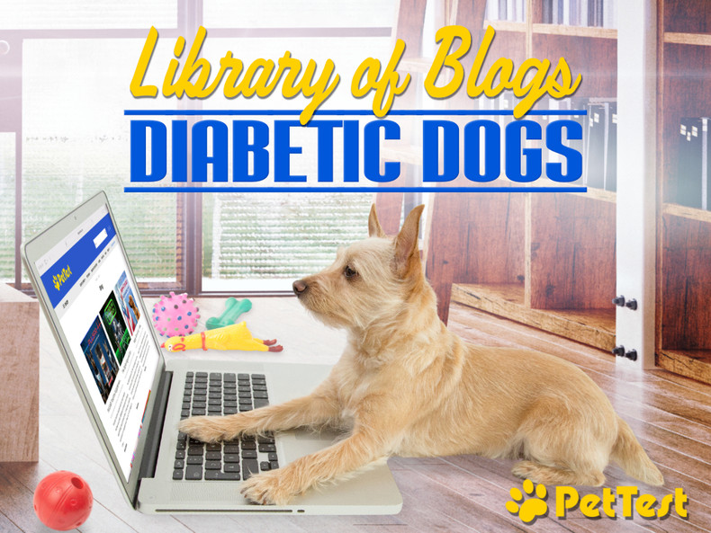 Library of Blogs - Diabetic Dogs