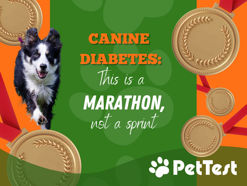 ​Canine Diabetes: This is a Marathon Not a Sprint!