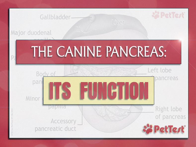 ​The Canine Pancreas: Its Function