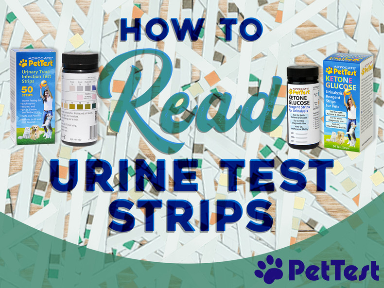 How to Read Urine Test Strips