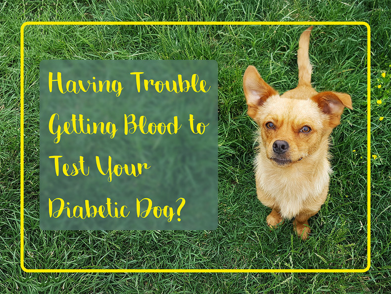 ​Having Trouble Getting Blood to Test Your Diabetic Dog?